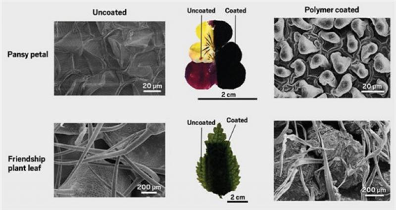 研究人員發(fā)現(xiàn)可使用花瓣和樹(shù)葉結(jié)構(gòu)來(lái)構(gòu)建高容量超級(jí)電容器